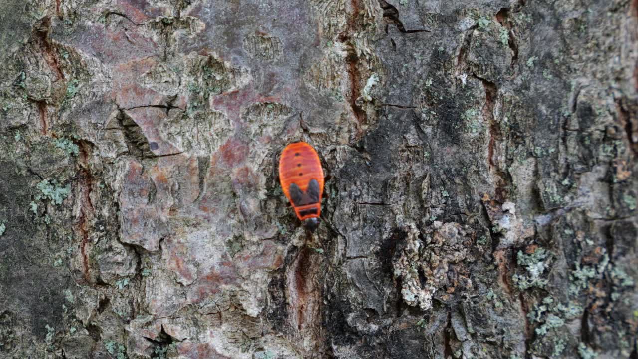 火虫，Pyrrhocoris apterus，是一种常见的昆虫科Pyrrhocoris apterus。拍摄宏。视频素材