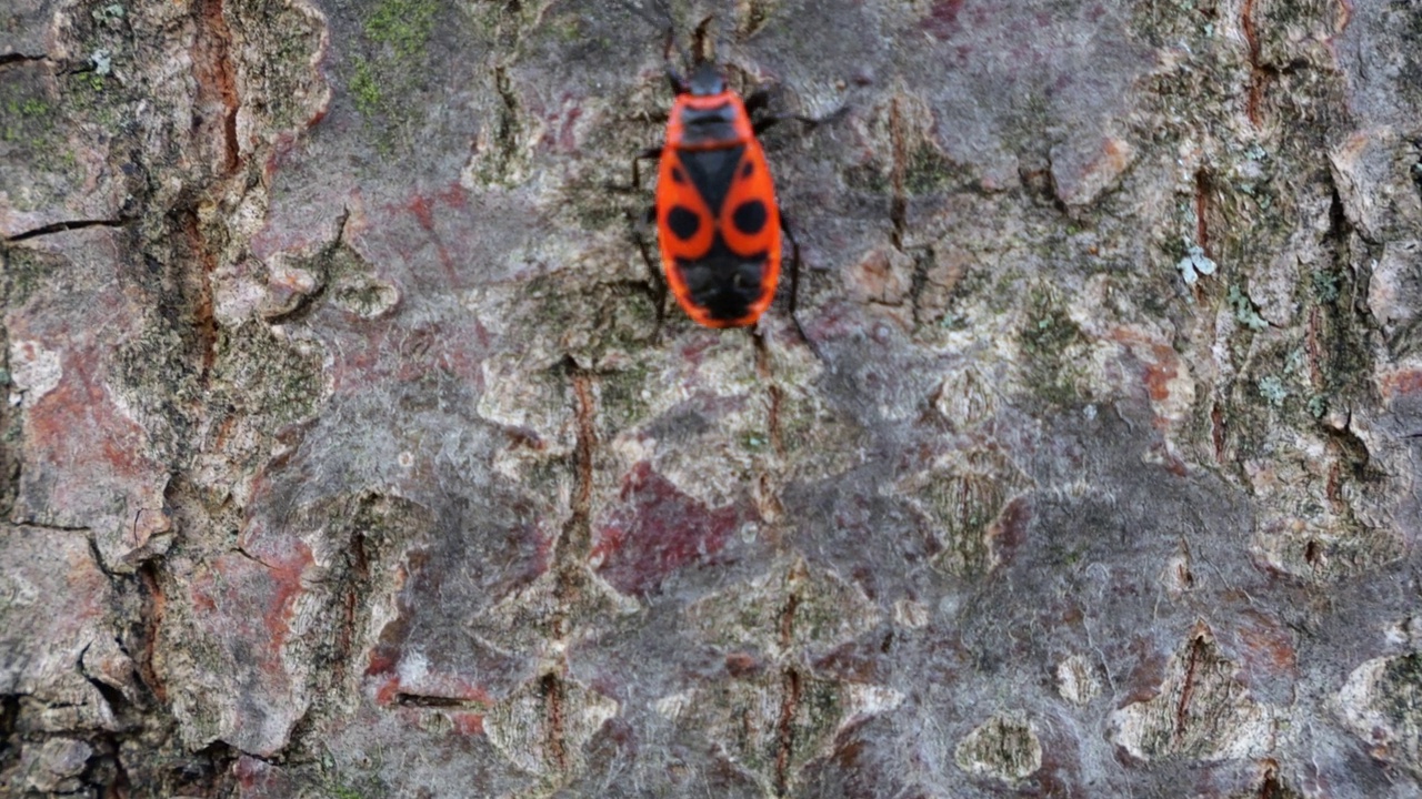 火虫，Pyrrhocoris apterus，是一种常见的昆虫科Pyrrhocoris apterus。拍摄宏。视频素材