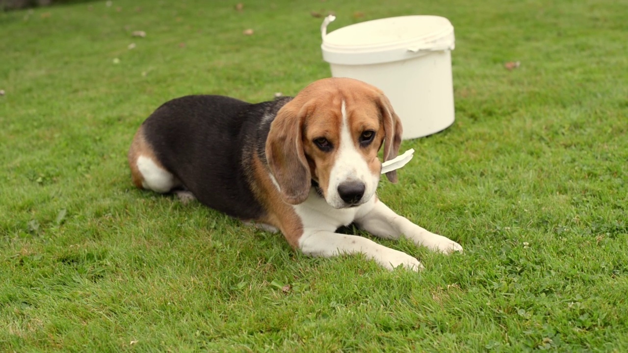 小猎犬号视频素材