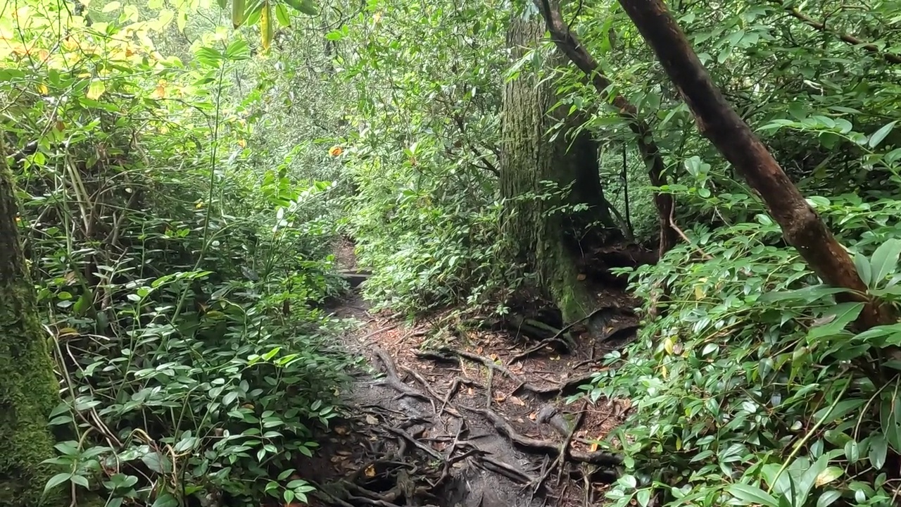 森林徒步旅行视频素材