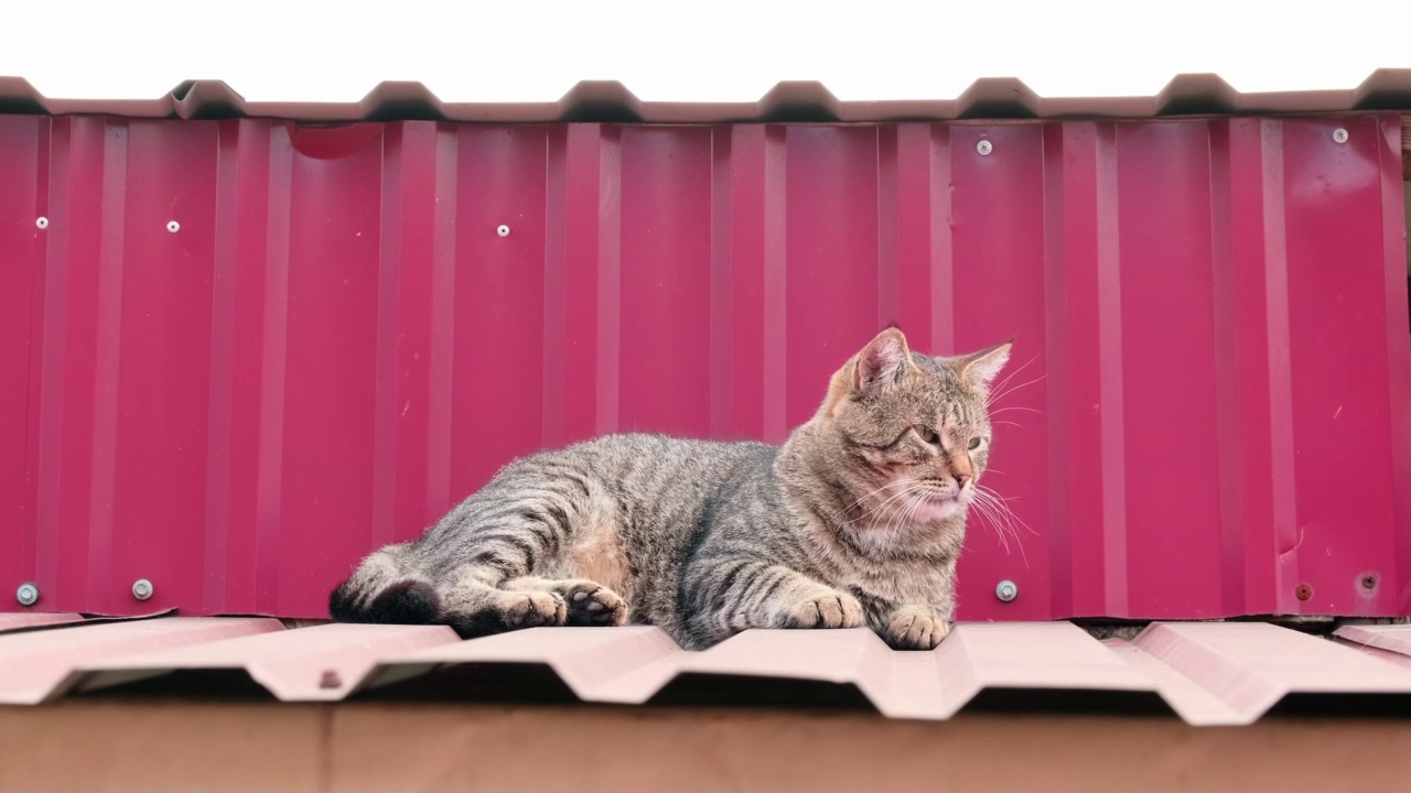 条纹猫睡在屋顶上。疲惫的虎斑猫在街上休息。大条纹无家可归的猫躺着睡觉放松户外特写慢动作的肖像视频素材