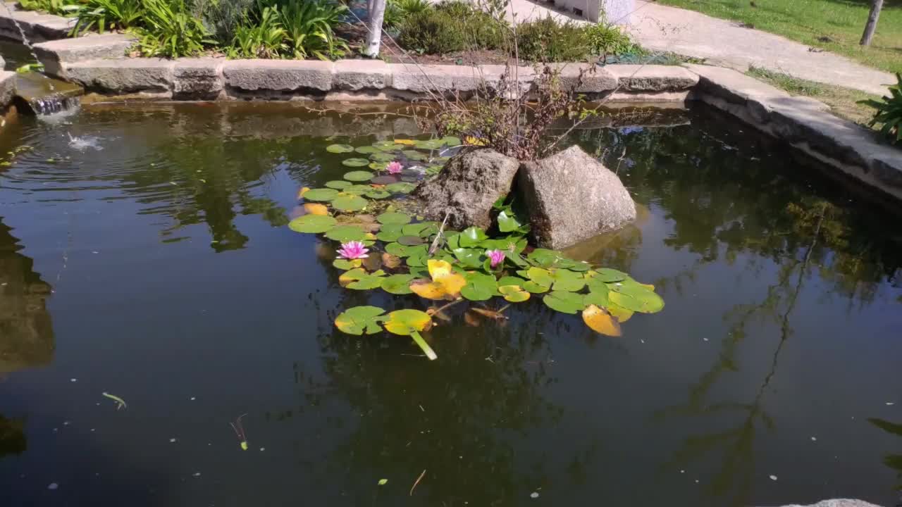 池塘和花园里的植物视频素材