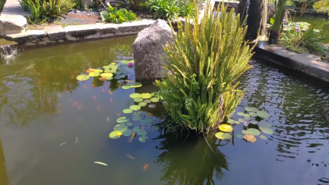 池塘和花园里的植物视频素材