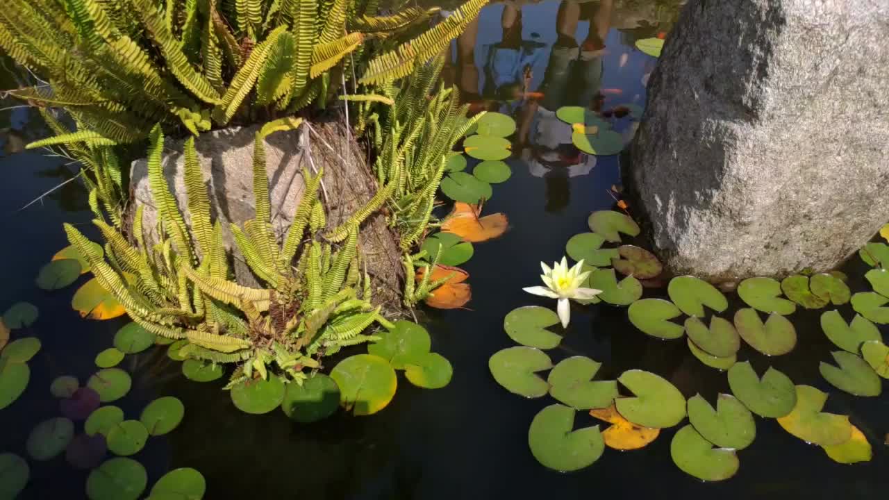 花园池塘里的水生植物视频素材