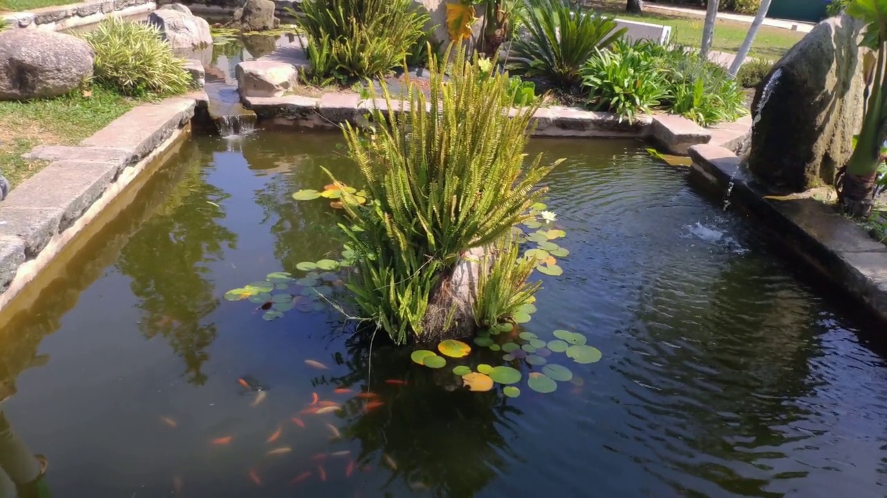 花园池塘里的鱼和水生植物视频素材