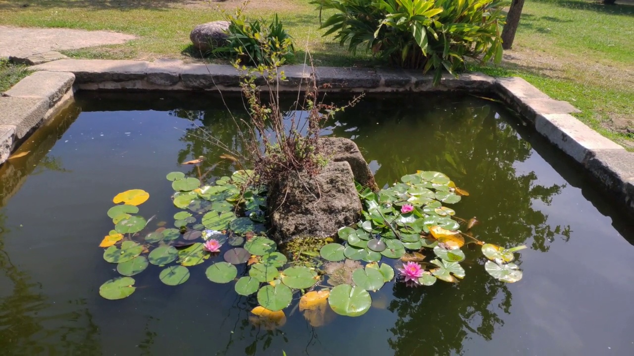 池塘和花园里的植物视频素材