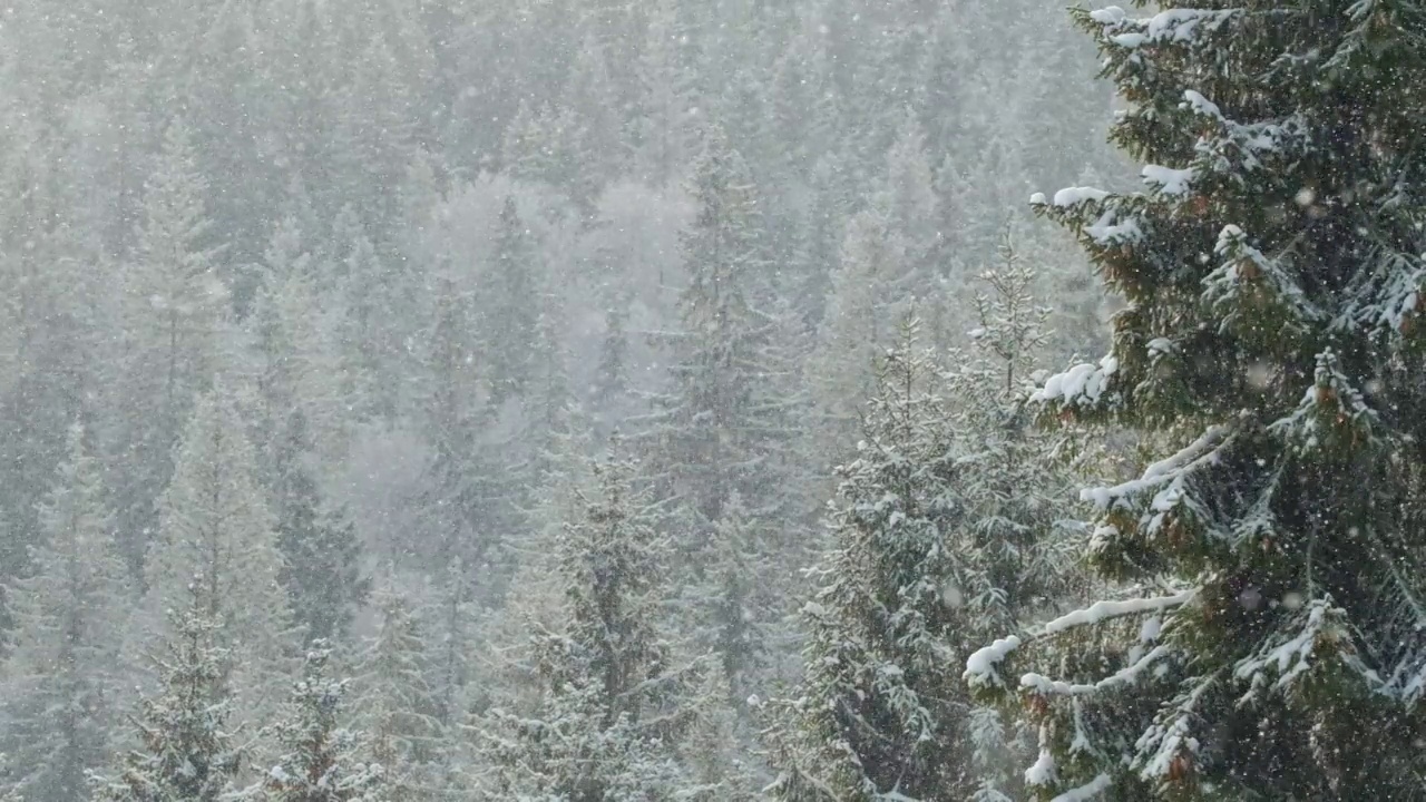 美丽的冬天景色，雪花慢慢飘落在枞树林中视频素材