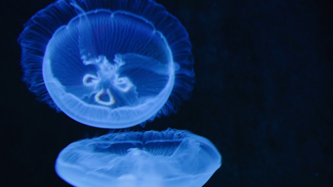 月亮水母，水母和UFO水母漂浮在黑暗的水族馆。家庭Ulmaridae。特写,慢动作。清水。自然栖息地。奥蕾莉亚·夏威夷的水下照片。视频素材