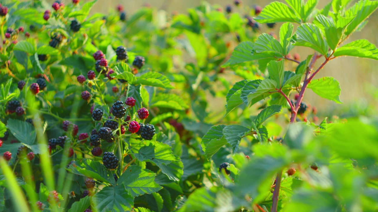 室外灌木上的黑莓。森林野生浆果。一束露莓挂在多刺的灌木和绿色的叶子。新鲜的有机黑覆盆子，成熟的悬钩子，慢动作特写。视频素材