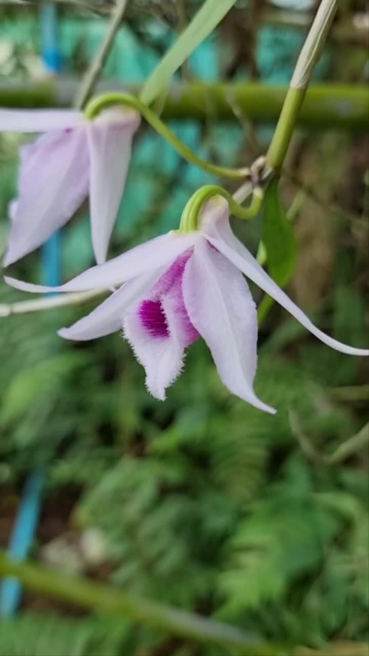 Dendrobium anosmum是泰国的一种野生兰花，花瓣芳香，白色和紫色。视频素材