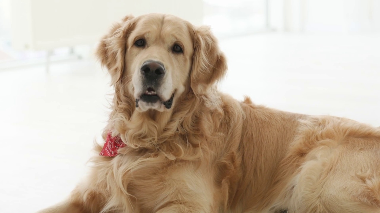 金毛猎犬在家里视频素材