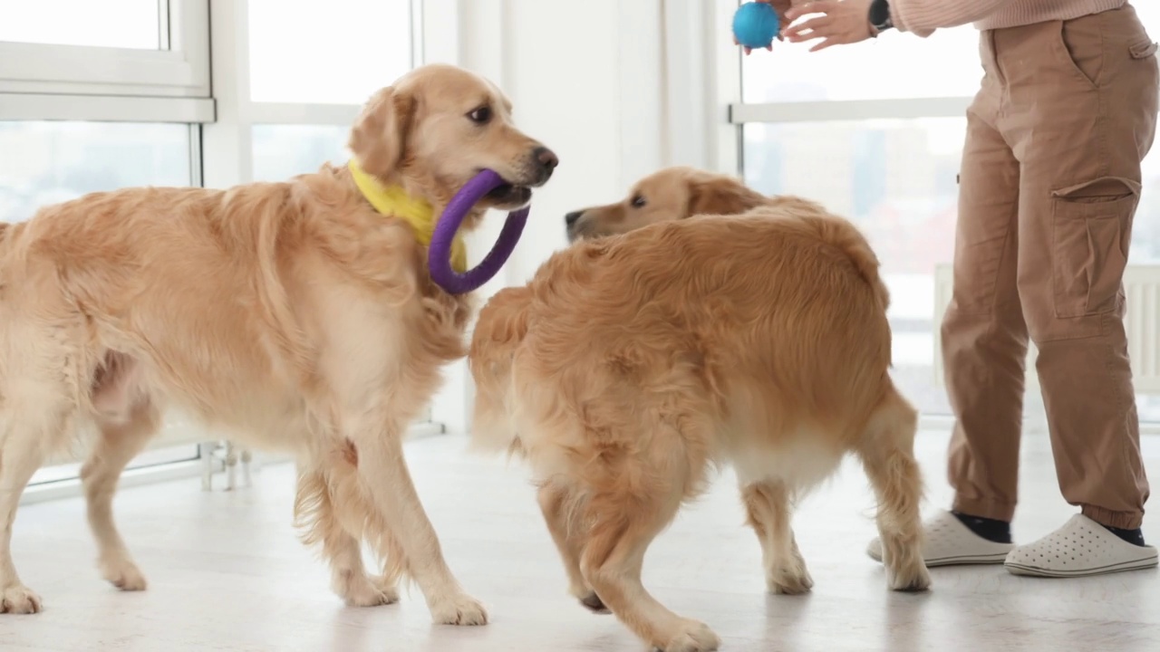 金毛猎犬在玩耍视频素材