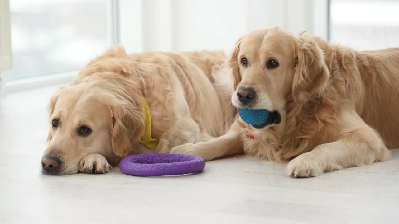 金毛猎犬在玩耍视频素材