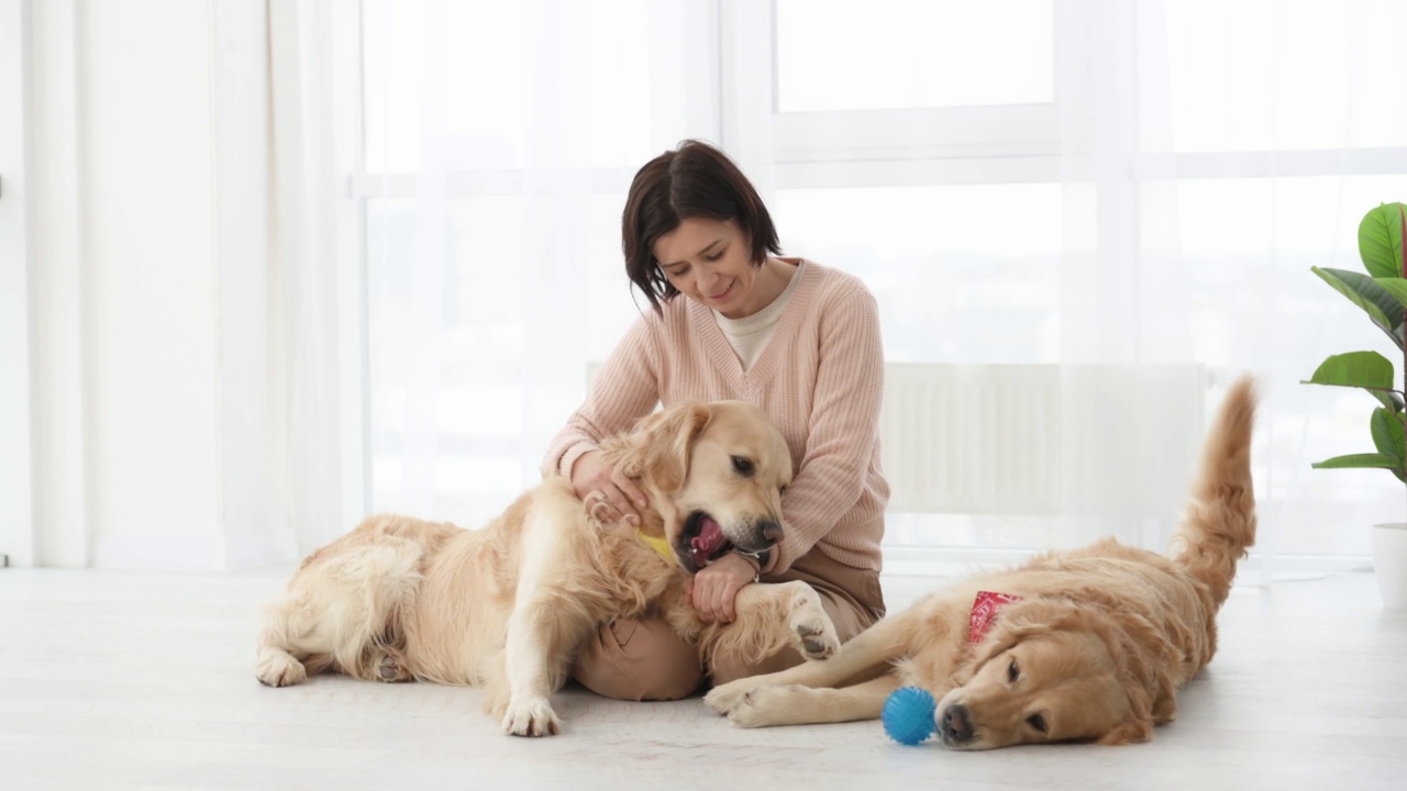 金毛猎犬在家里视频素材