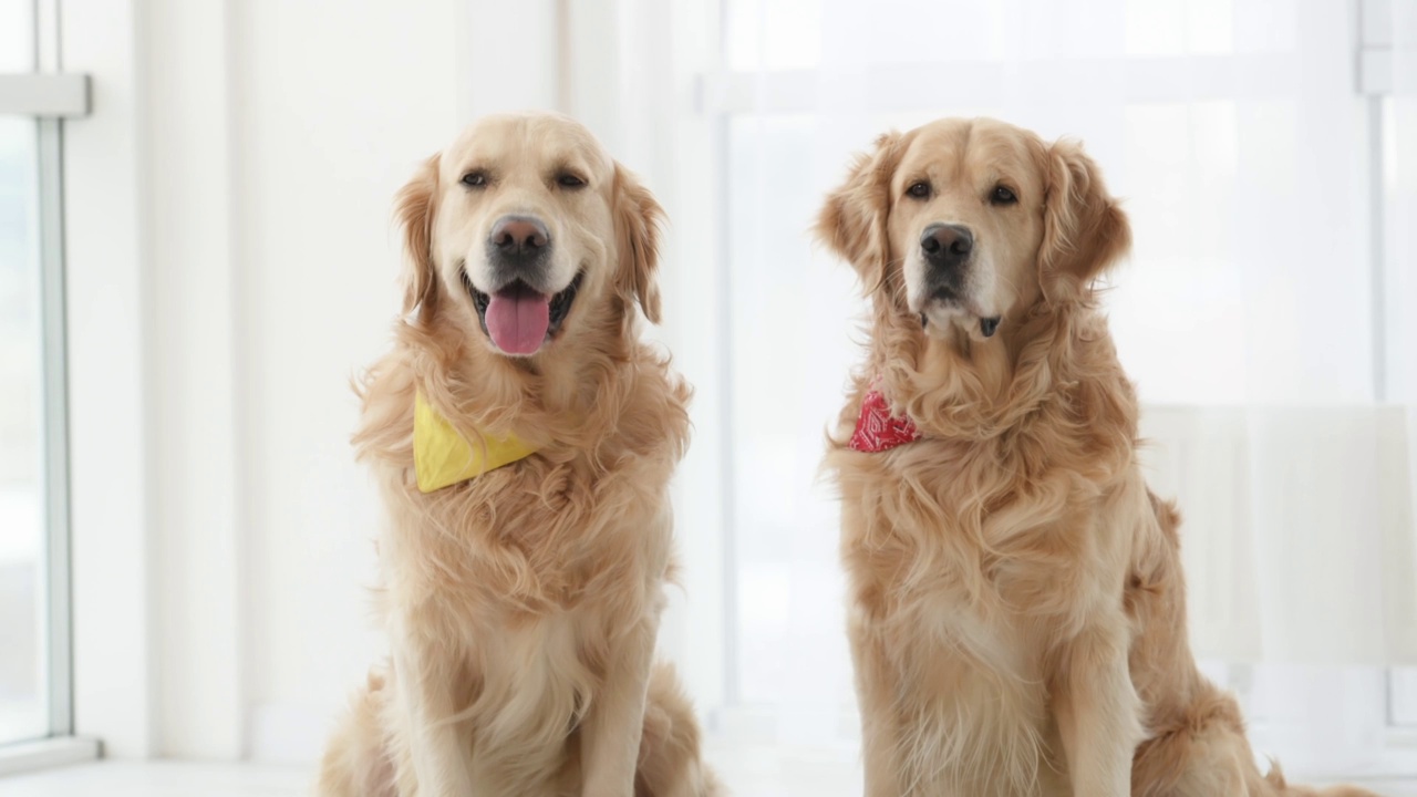 金毛猎犬在家里视频素材