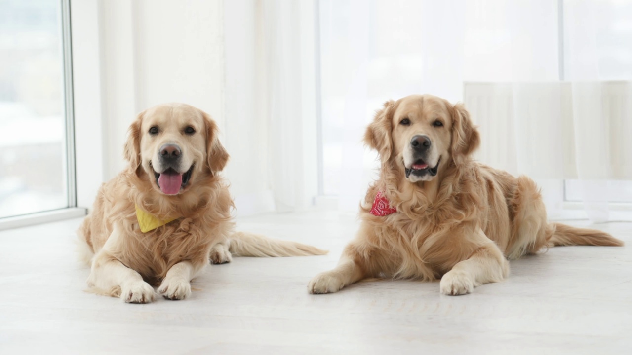 金毛猎犬在家里视频素材