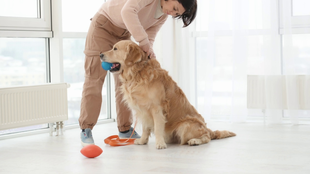 金毛猎犬在玩耍视频素材