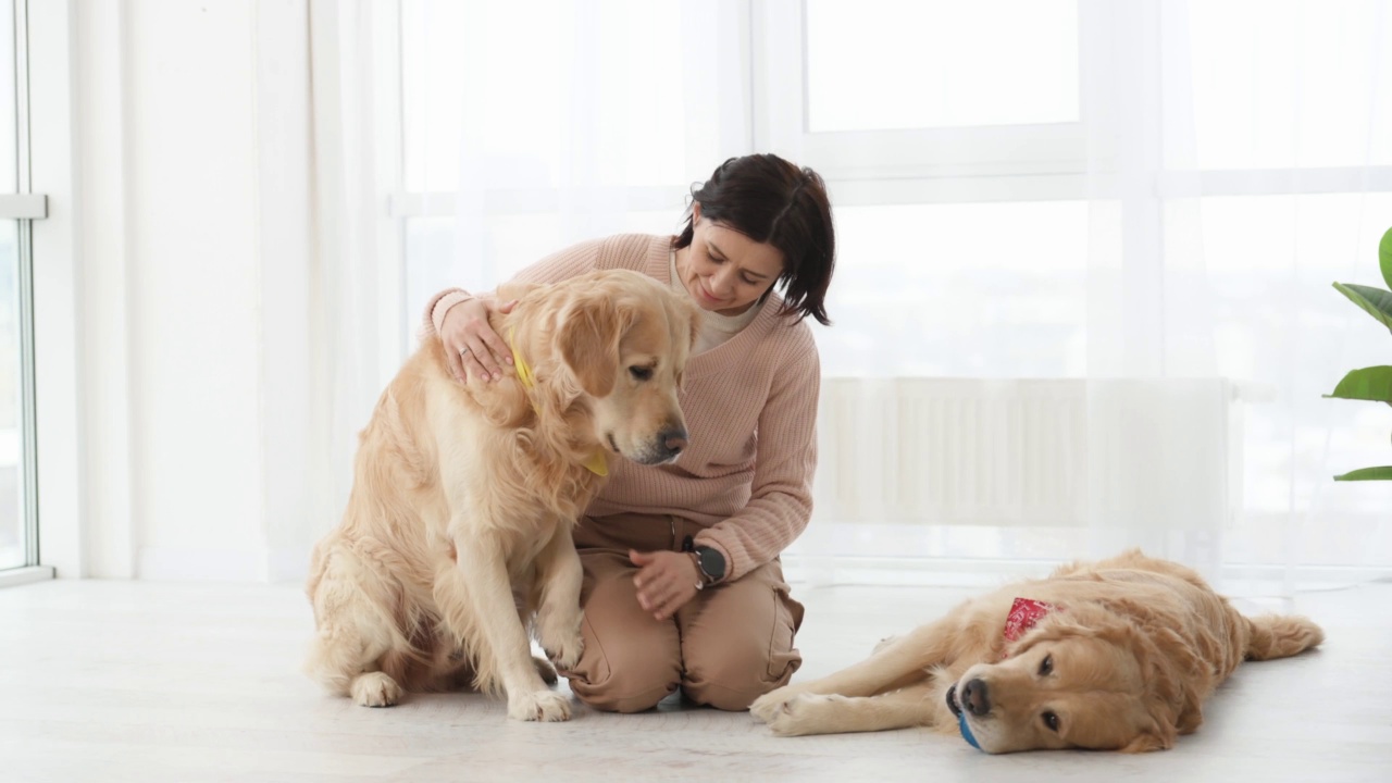 金毛猎犬在家里视频素材