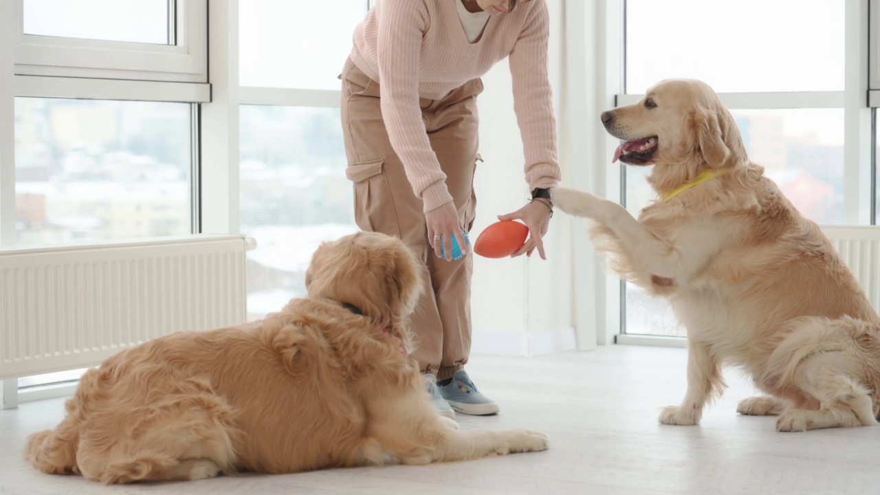 金毛猎犬在玩耍视频素材