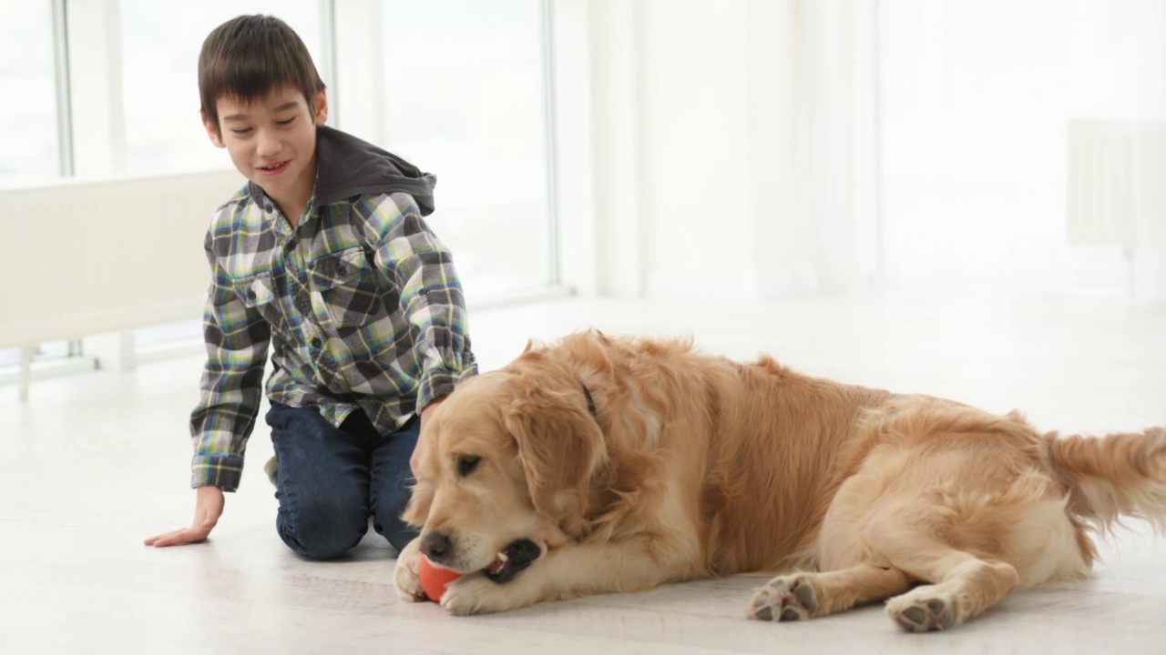 金毛猎犬在玩耍视频素材