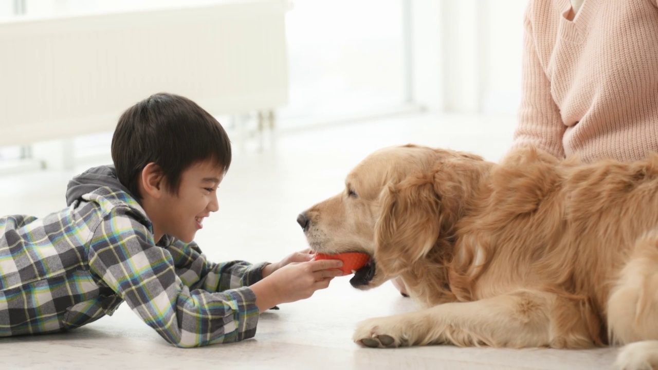 金毛猎犬在玩耍视频素材