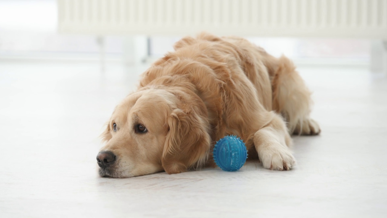 金毛猎犬在玩耍视频素材