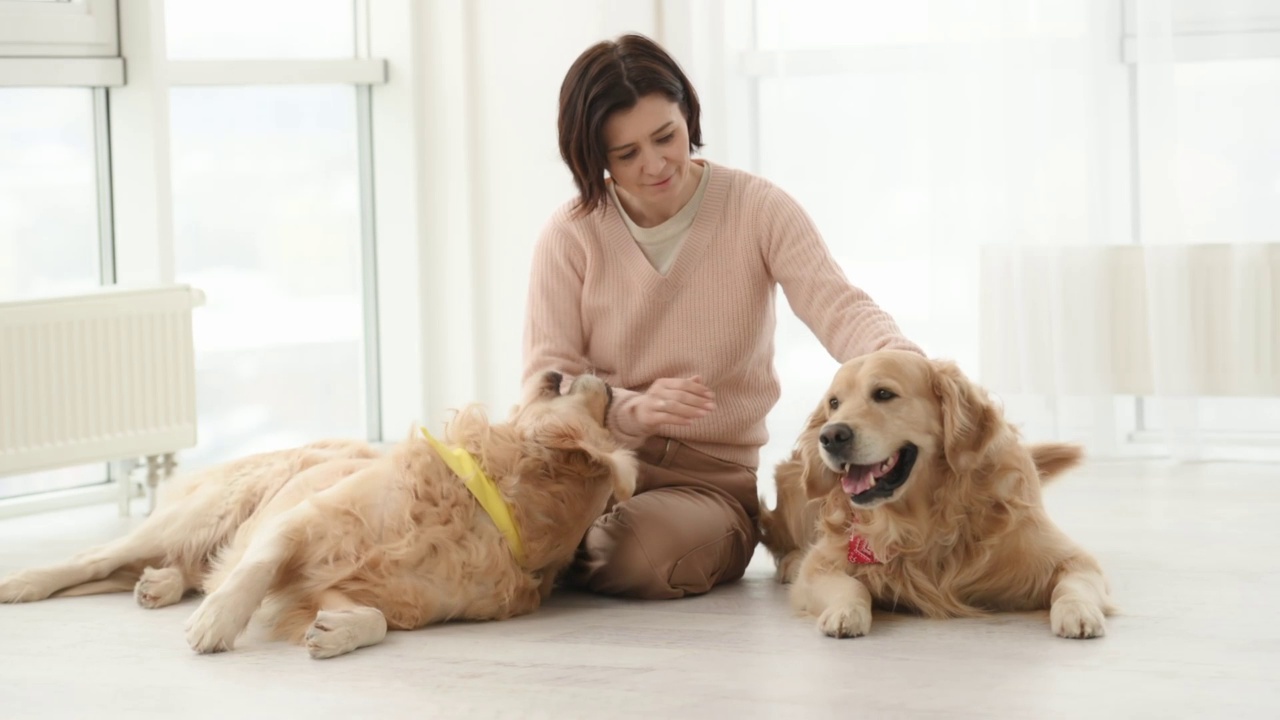 金毛猎犬在家里视频素材