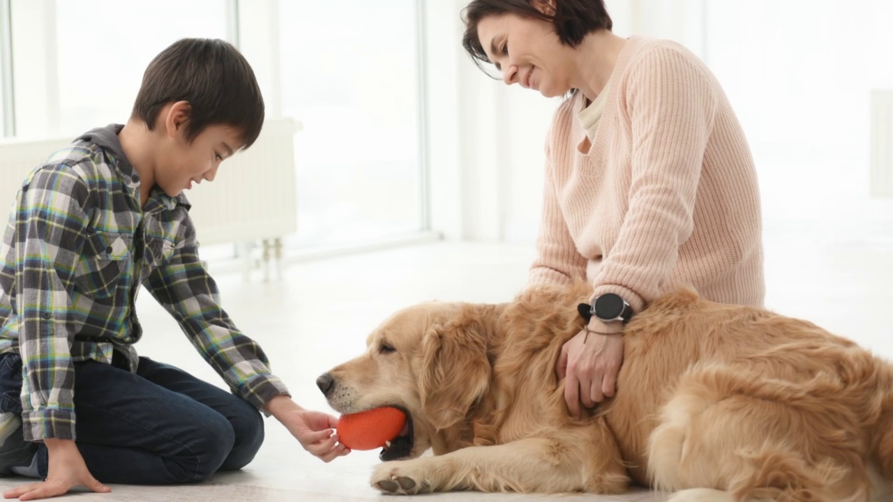 金毛猎犬在玩耍视频素材