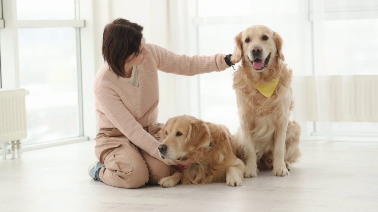 金毛猎犬在家里视频素材