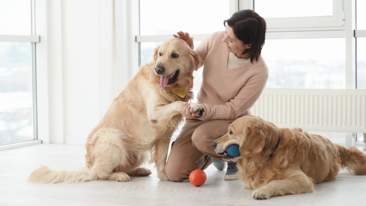 金毛猎犬在玩耍视频素材