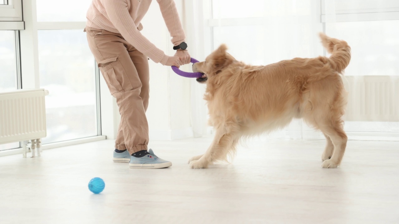 金毛猎犬在玩耍视频素材