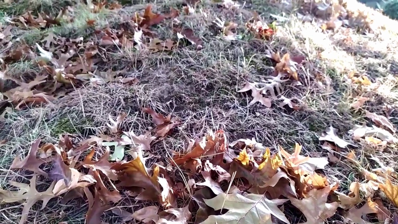 旱地枯叶表现为干旱气候极端高温期干旱缺水和秋季气候变化与全球变暖下的火灾危险和火灾危险低角度视角视频素材