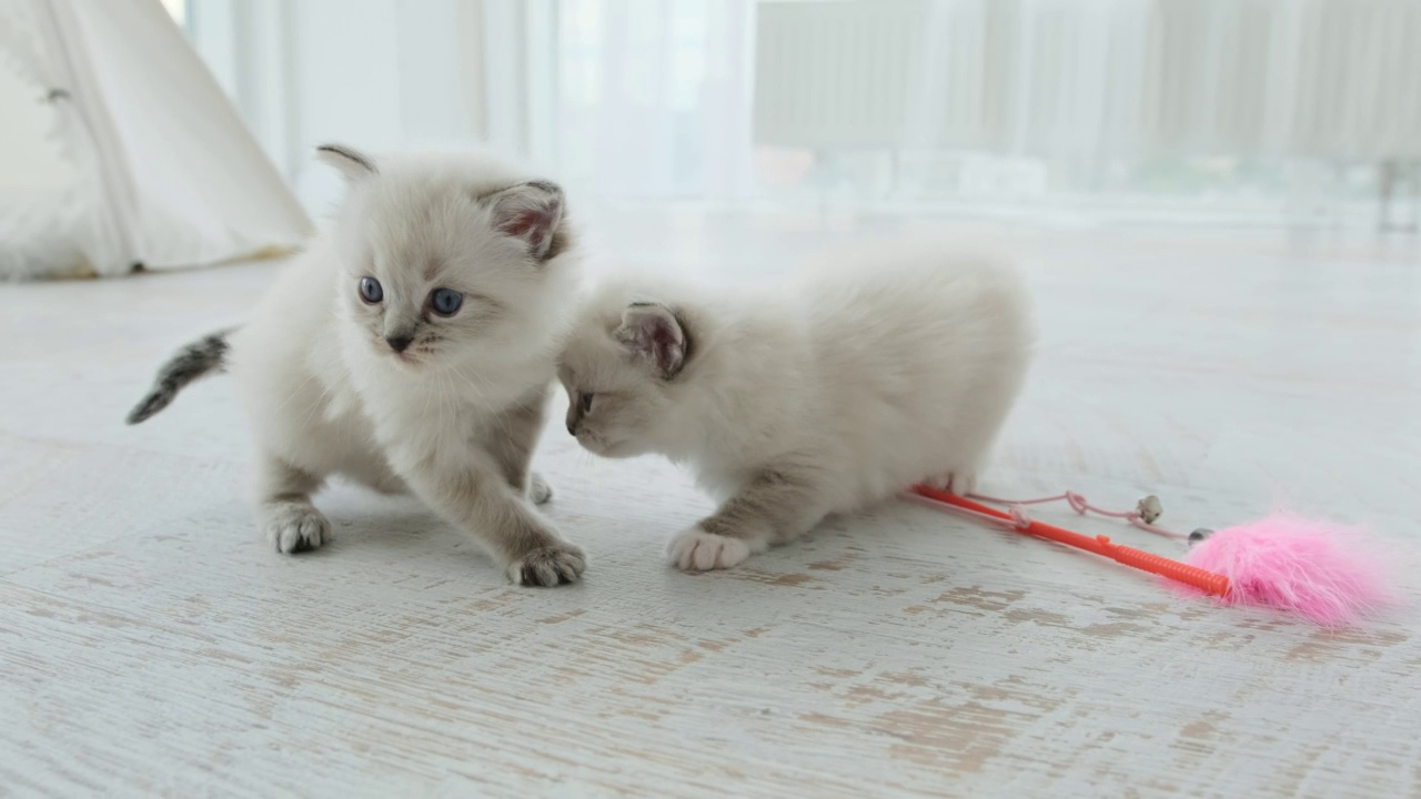 毛茸茸的布娃娃小猫在室内视频素材