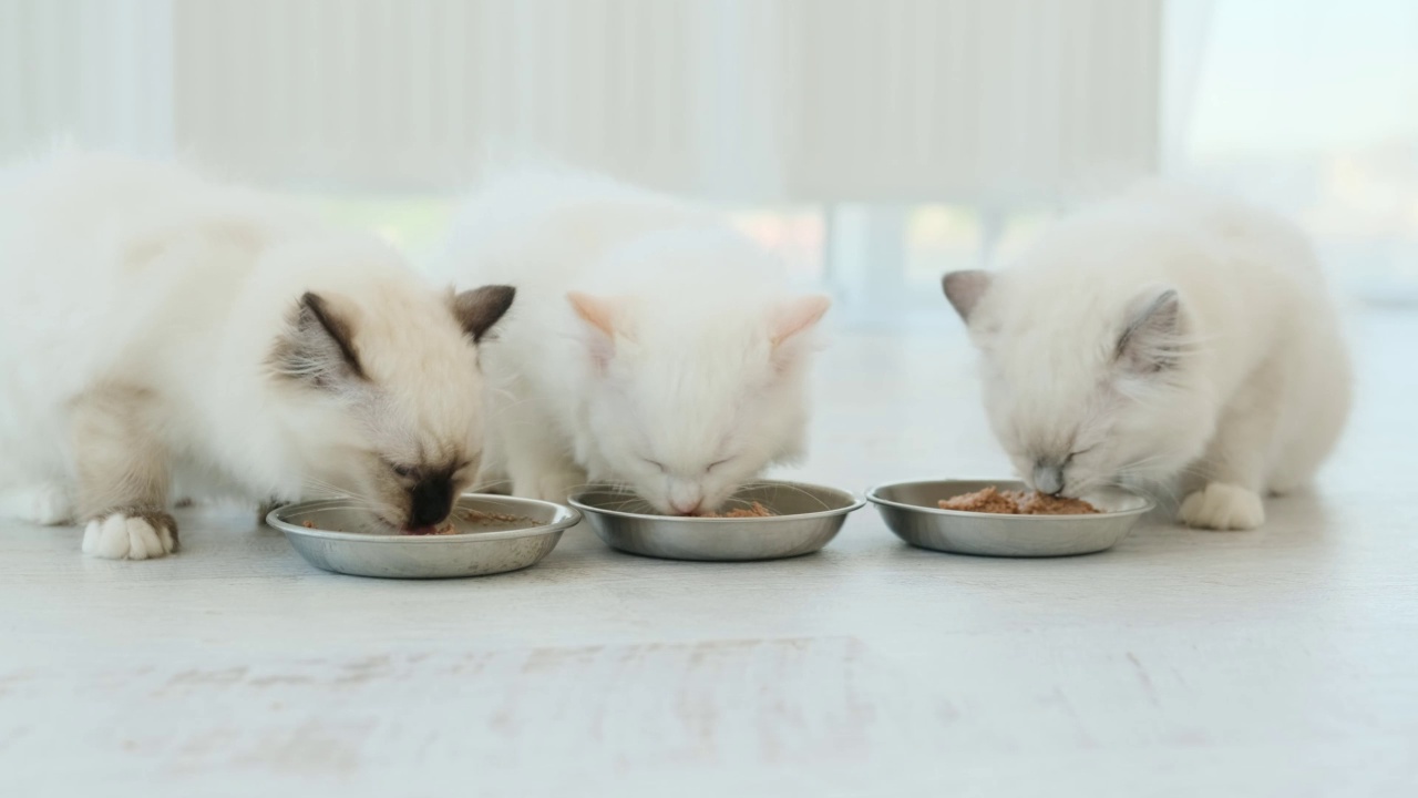 吃饲料的布娃娃小猫视频素材