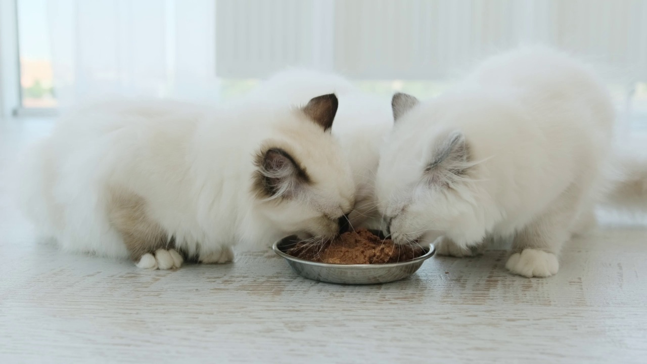 吃饲料的布娃娃小猫视频素材