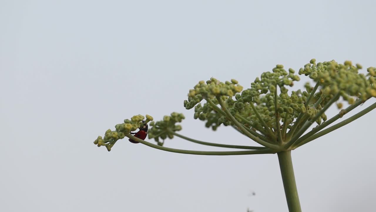 瓢虫走在茴香花上视频下载