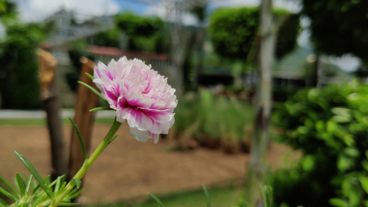 粉色花瓣的花朵视频素材