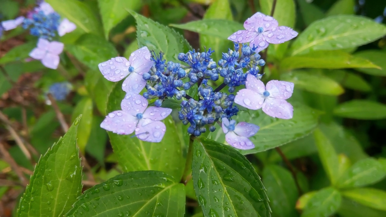 公园里盛开的美丽绣球花的特写视频素材