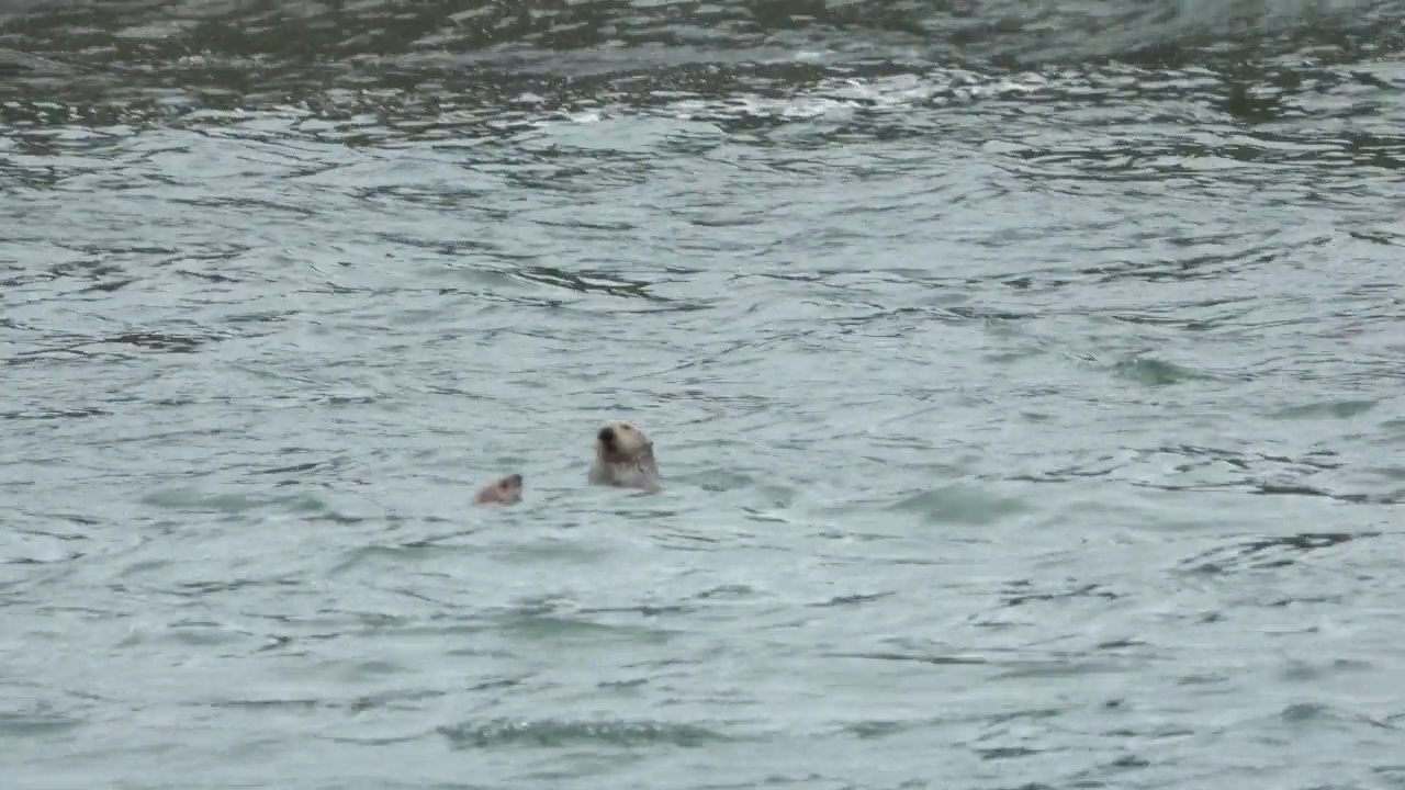 海獭父母和孩子漂浮在海面上视频素材