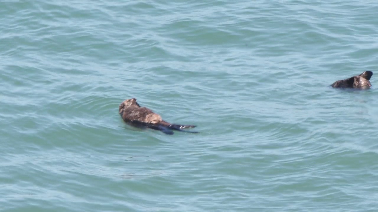 海獭父母和孩子漂浮在海面上视频素材