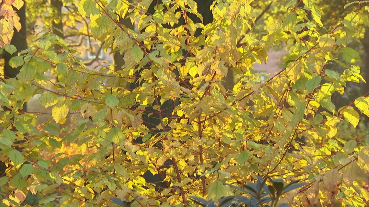 英国秋天的美莓(Callicarpa bodinieri)视频下载