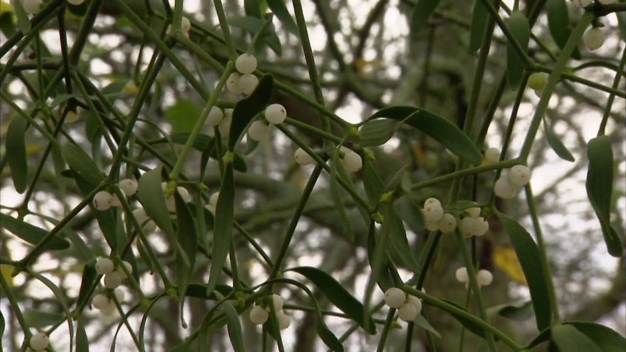 “圣诞”植物——槲寄生和冬青，英国视频下载