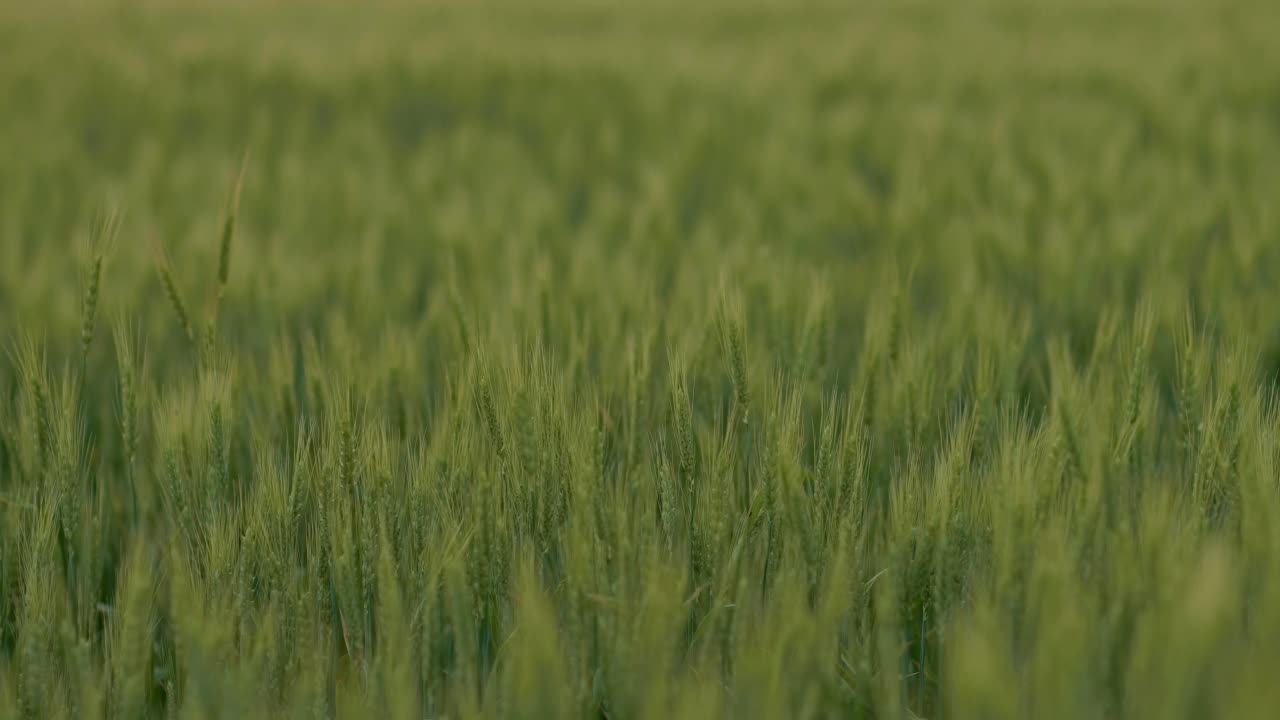 美丽的农田，夏天有黑麦或小麦穗，生长着谷物，4K, Prores视频素材