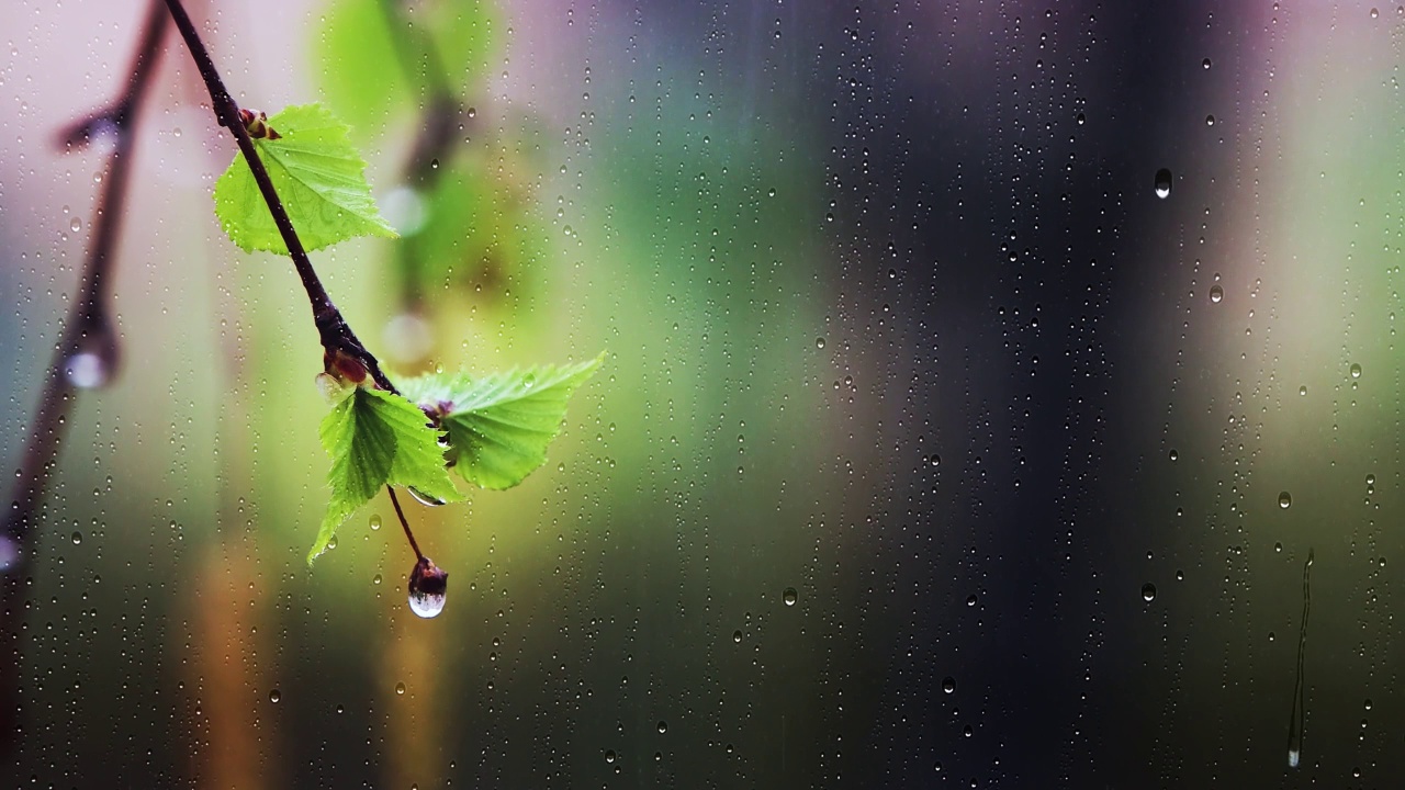 新鲜的雨和雨滴落在窗户上，芽和绿叶视频素材