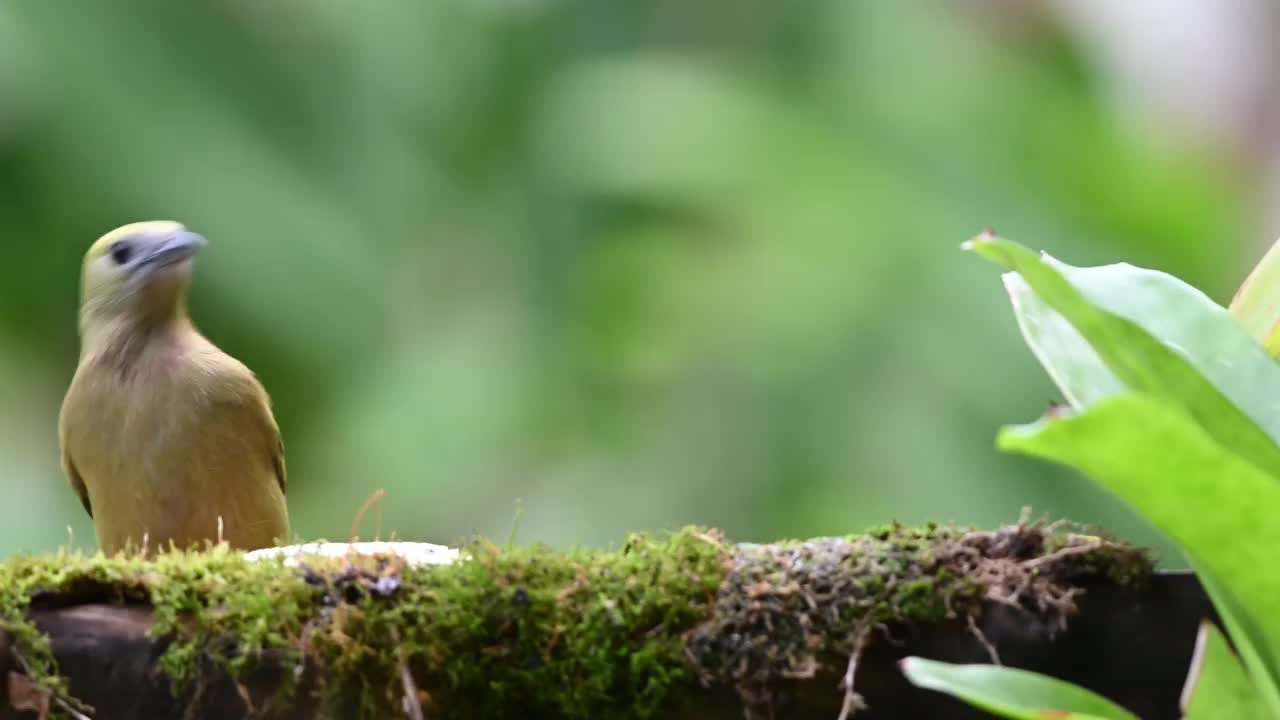 棕榈(Thraupis palmarum)在潮湿的大西洋森林里吃水果。视频素材