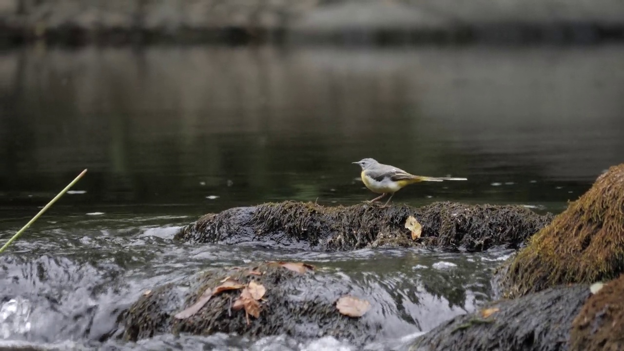 灰色的Wagtail，在湍急的溪水上环视，鸟类肖像视频素材