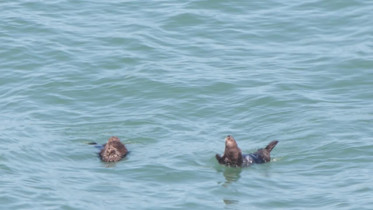 海獭父母和孩子漂浮在海面上视频素材