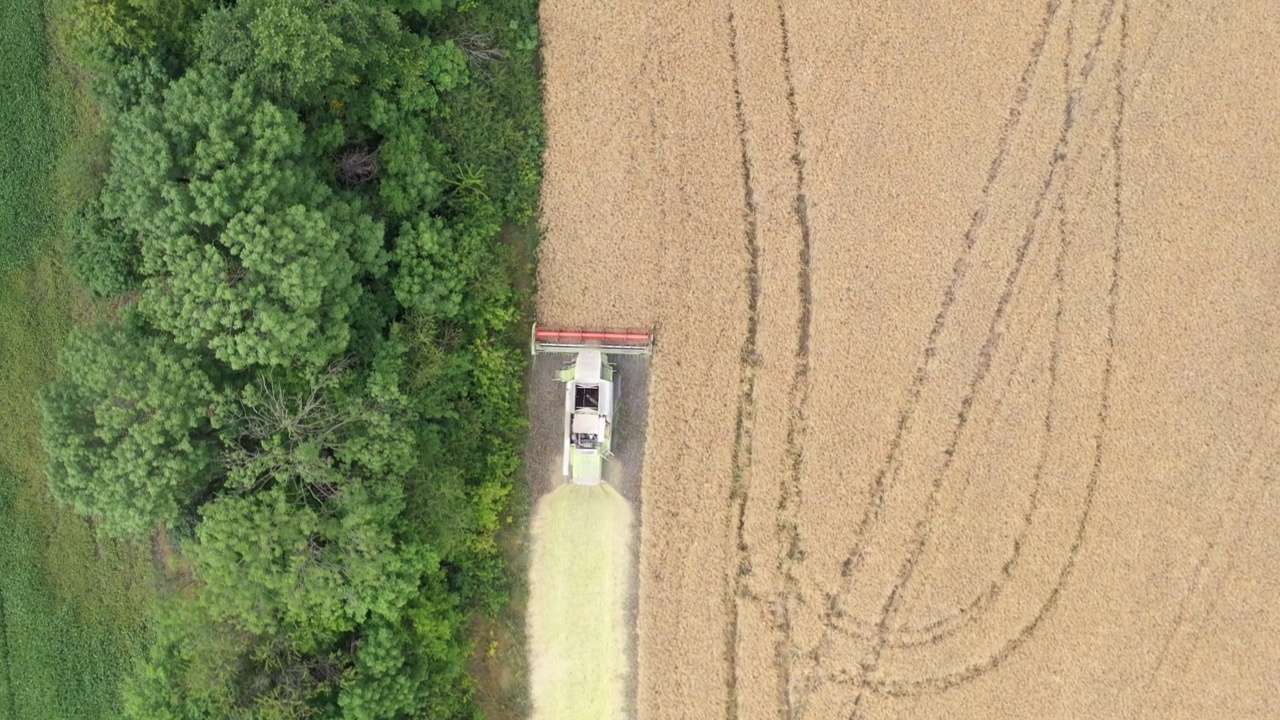 一名收割机在油菜田里收割油菜籽。无人驾驶飞机射击。视频素材