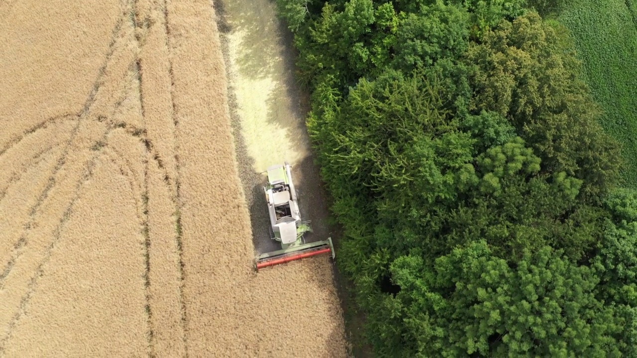 一名收割机在油菜田里收割油菜籽。无人驾驶飞机射击。视频素材