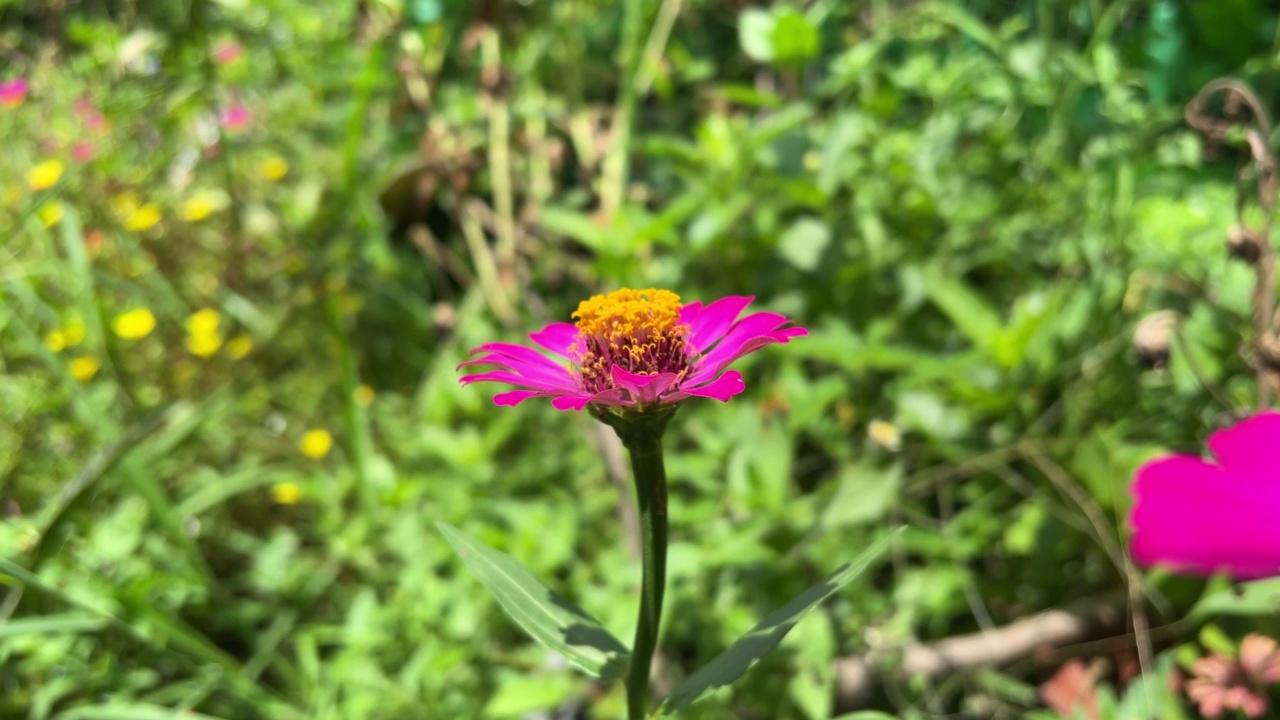 大自然花园里的粉红色百日草花视频素材